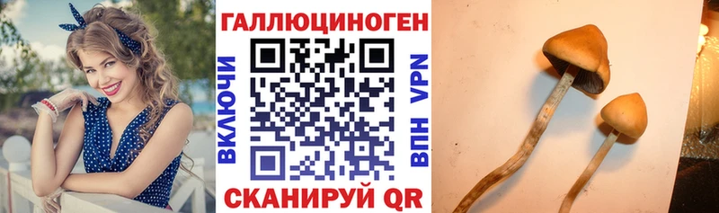 Псилоцибиновые грибы Psilocybe  Любань 